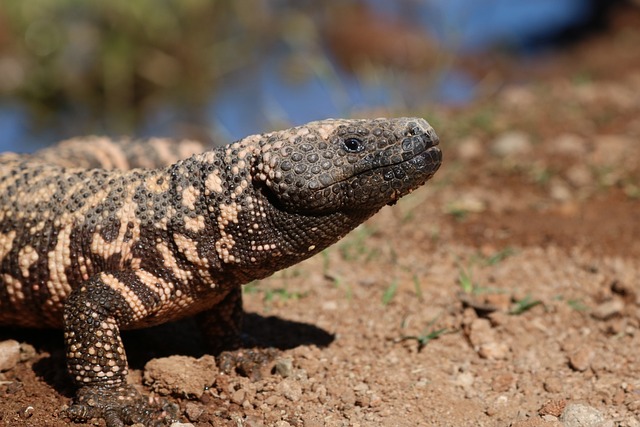 Gila Monster photo courtesy of