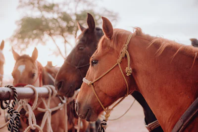 Horses at Ranch photo courtesy Unsplash