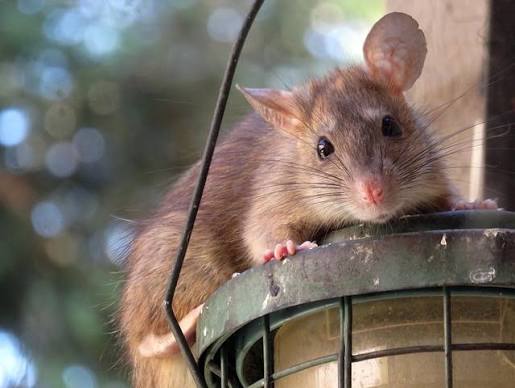 Rat photo courtesy of
